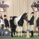 IRON GIANT - Out of Ole Patche Rockett